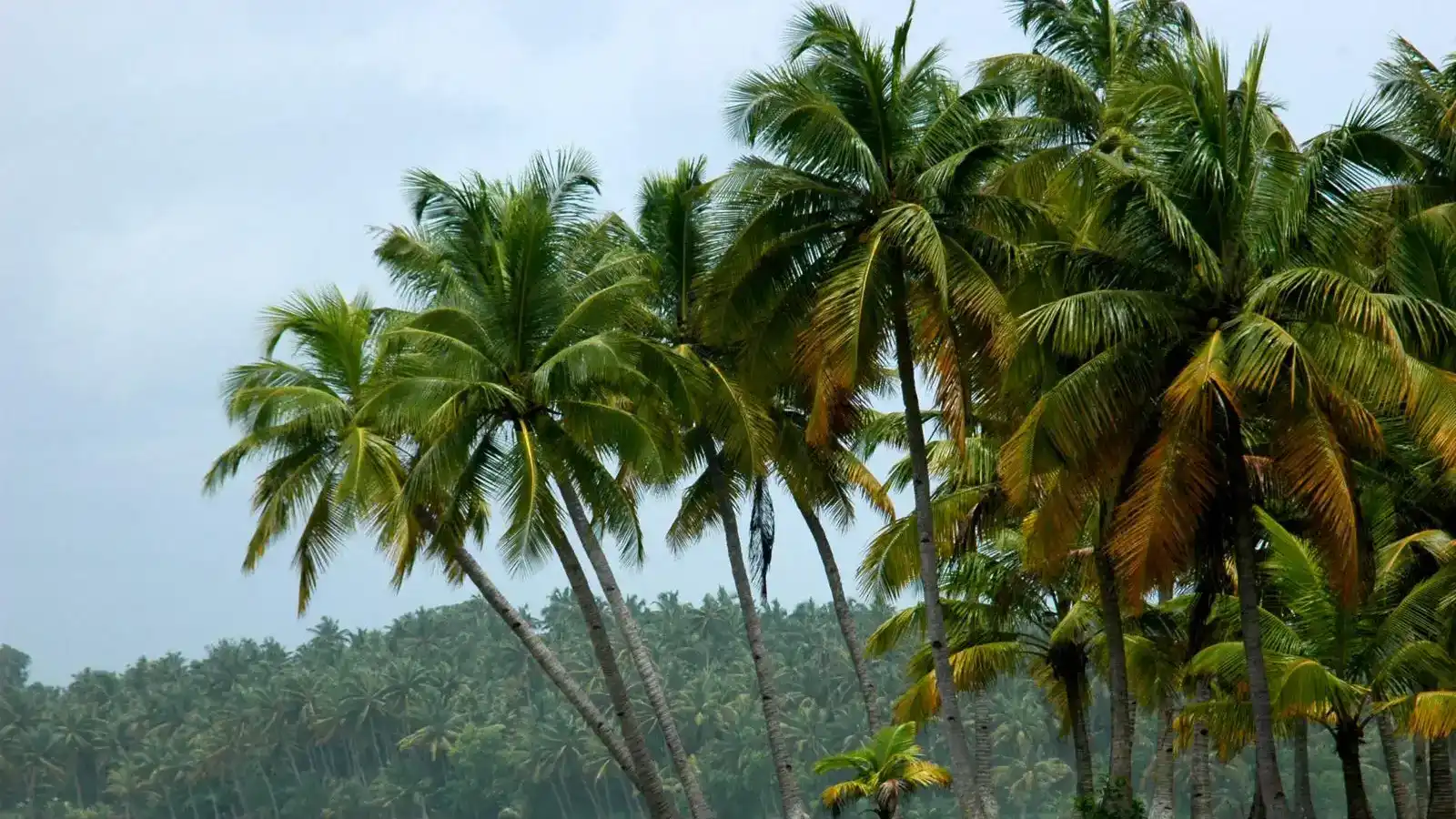 Konaseema Cuisine